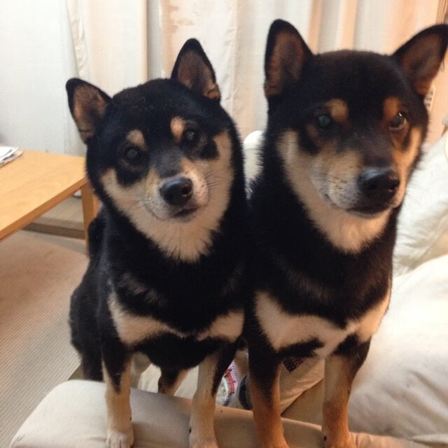 血战孤城,张继科领法国队逆转德国铁壁