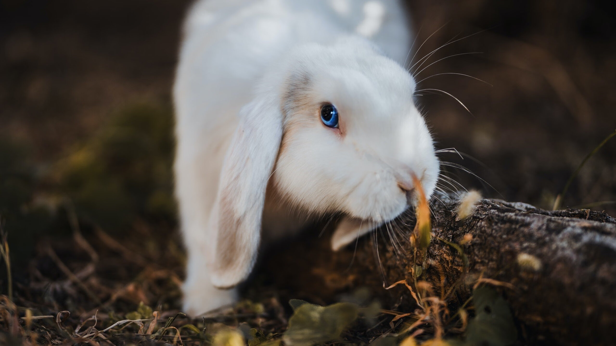 澳网的完胜,当一座奖杯碾压一座金杯
