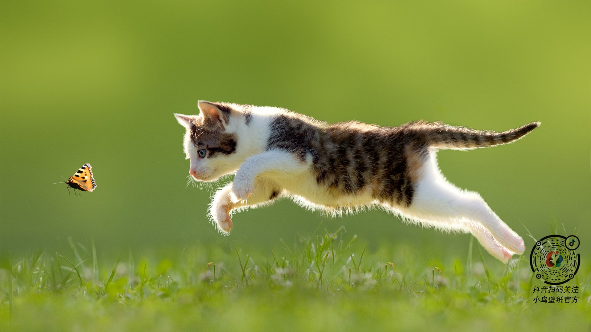 险胜与统治，体育世界的两种胜利美学