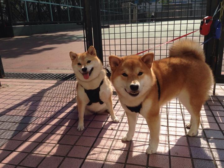 双星闪耀，切特进攻无解，猛龙加时力克山西