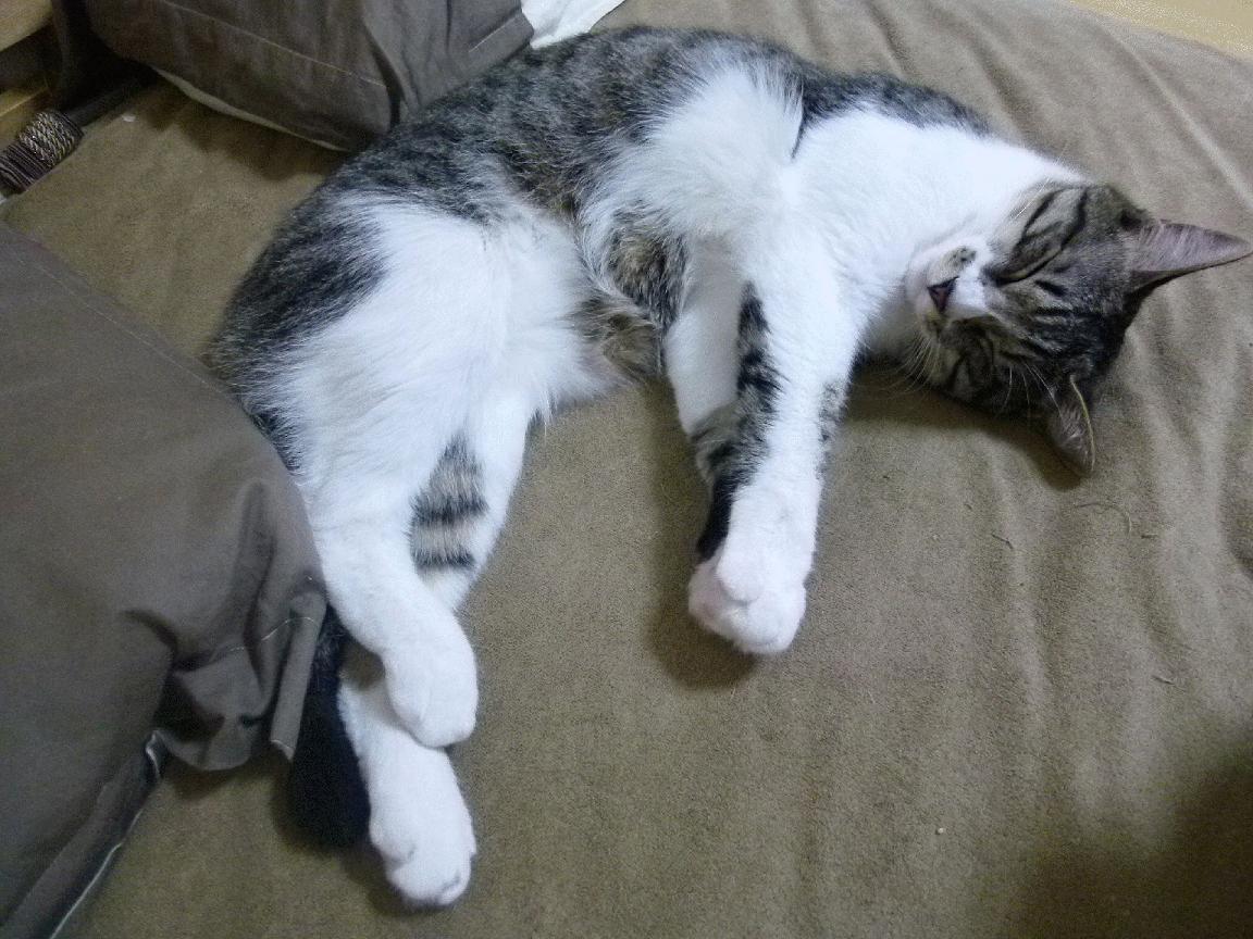 加时鏖战！北京队险胜上海队，小贾伦化身关键先生