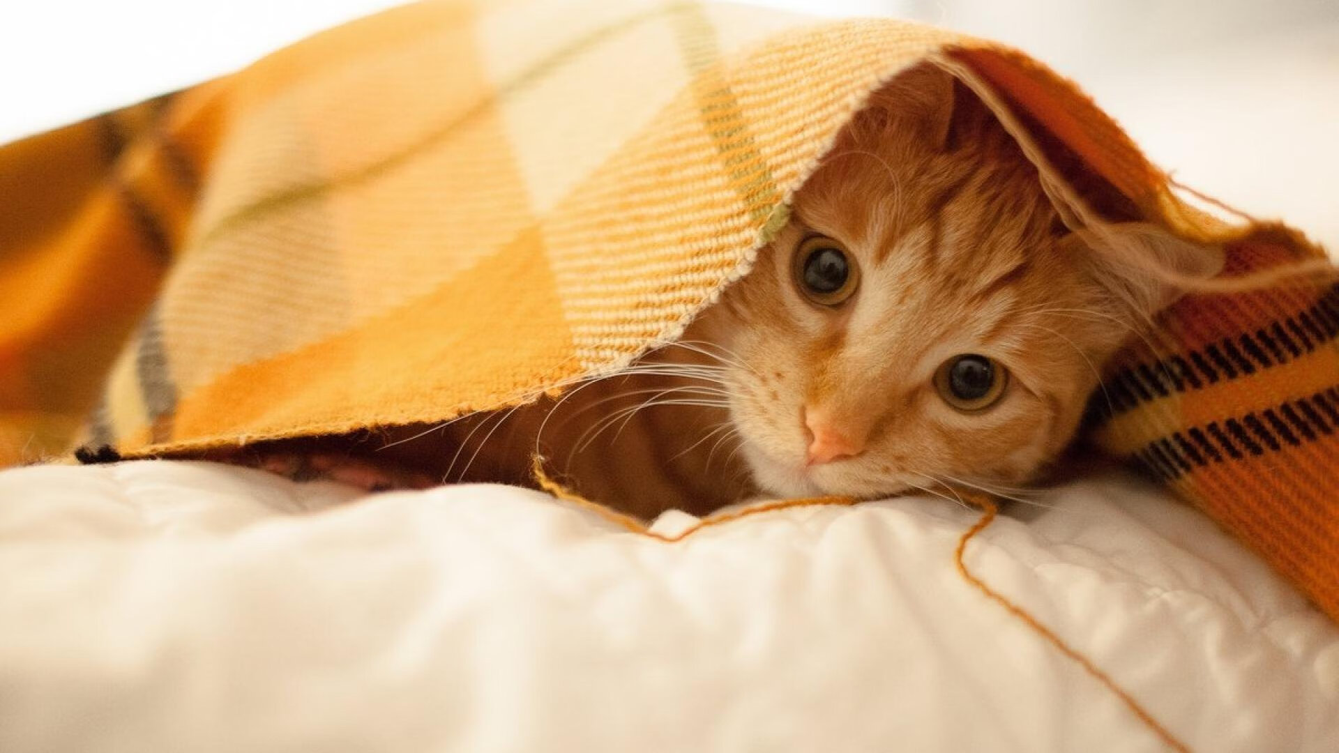 爱尔兰绿潮席卷万达大都会，无名小卒马丁内利，今夜一剑封喉马德里