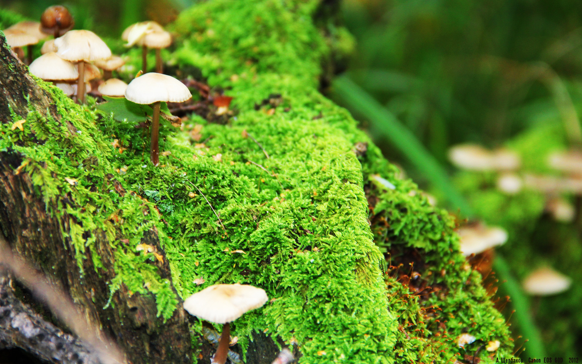 钢铁之墙与闪光匕首,奥亚尔萨瓦尔刺穿伊朗式防守,多特蒙德窒息之夜