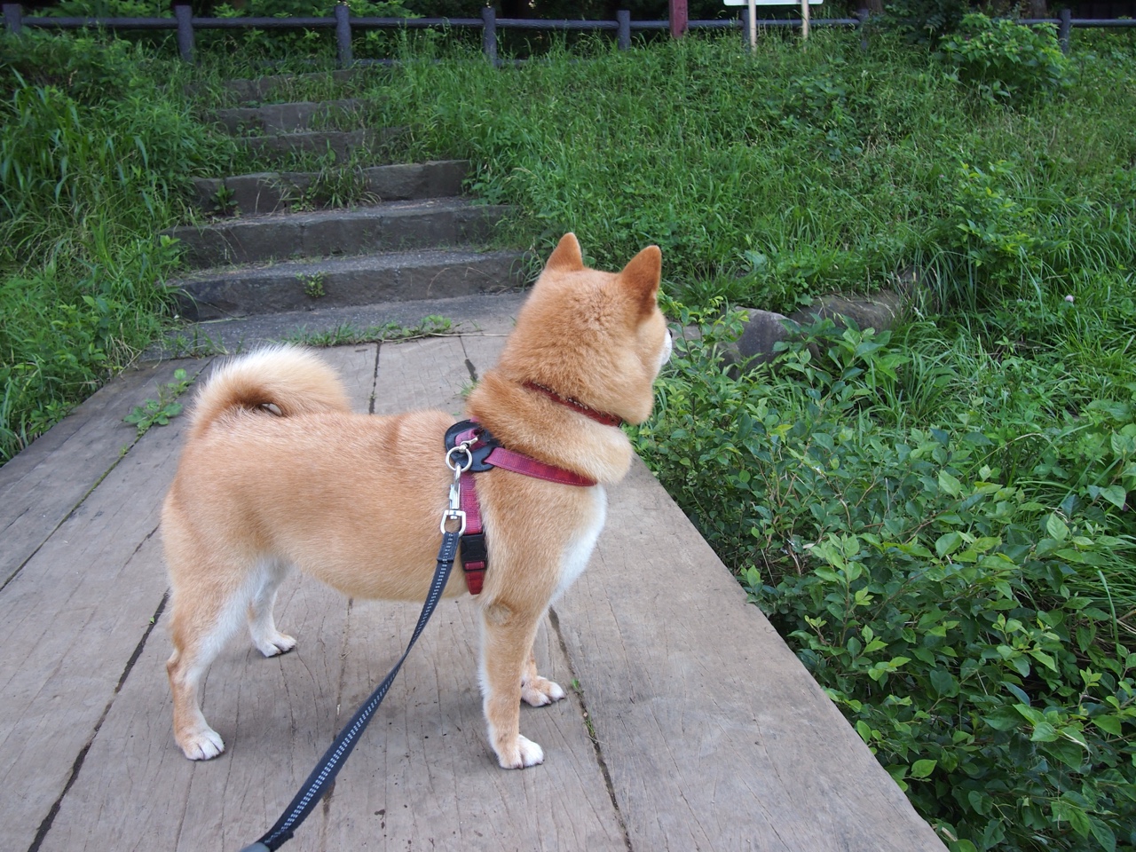 冷门的回响，玻利维亚击败法国如何预示特奥的国家德比统治