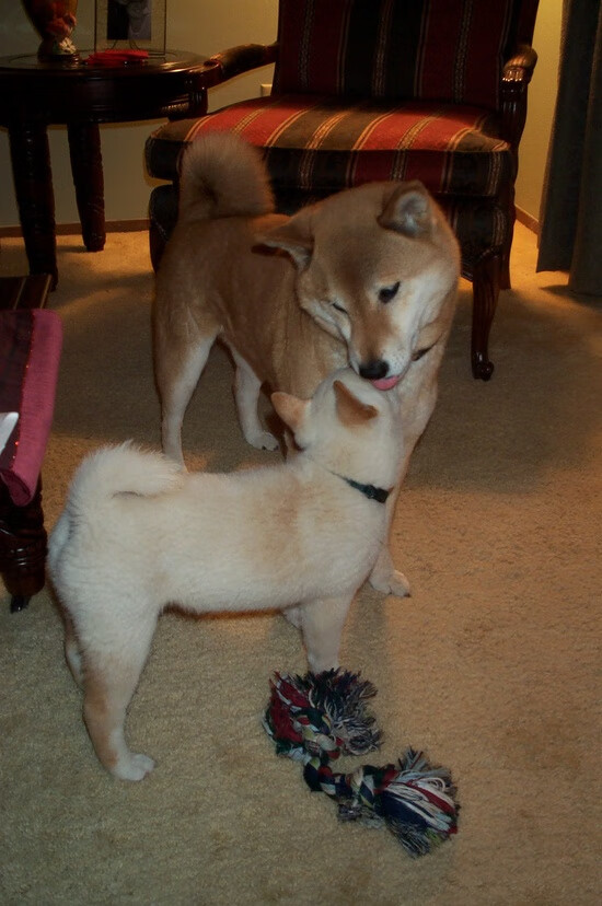 19分大胜爆冷速胜马刺,戈贝尔成关键先生