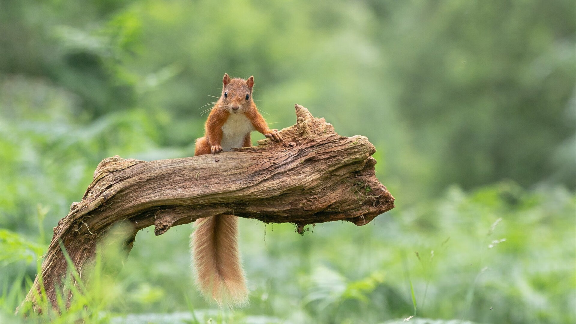 东方壁垒与红色海洋,当哈登的量子缠绕撕裂密尔沃基星光