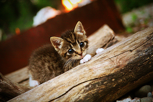 他的罚球线是整条时间河