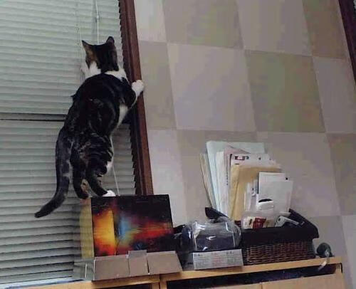 天际线的对决,当浙江队遭遇那个被称为死神的大场面先生