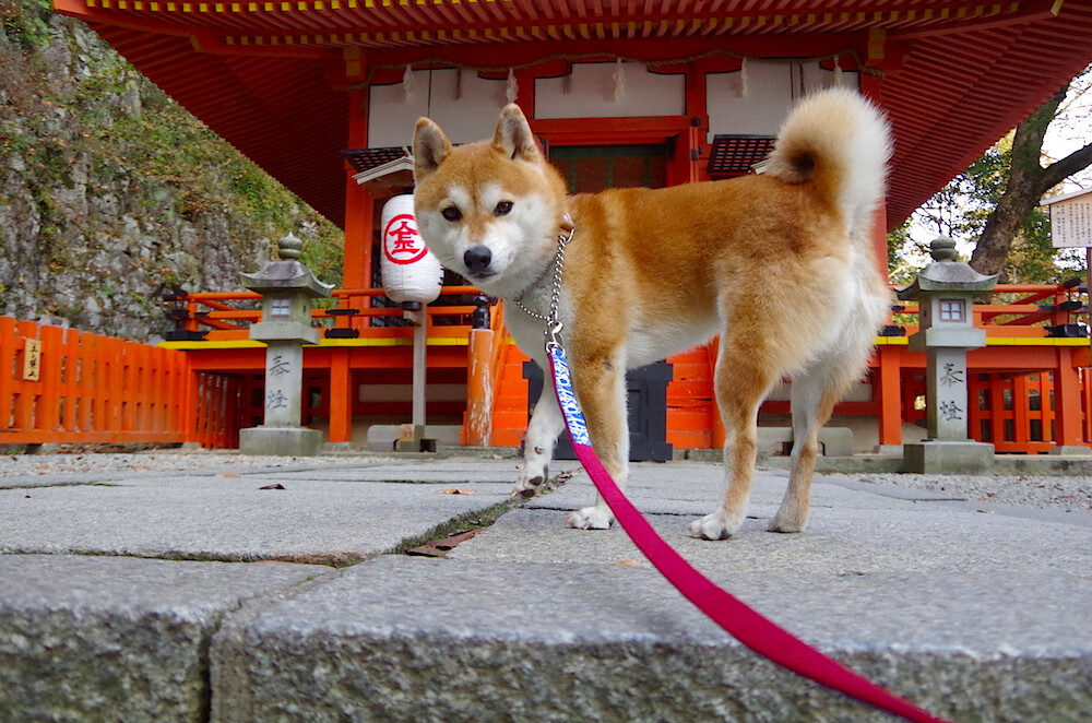 封印与神迹，帕尔默的钢铁枷锁，加纳的史诗级逆转