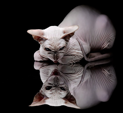 个体的觉醒，当奥利维耶的火焰点燃佛罗伦萨的夜